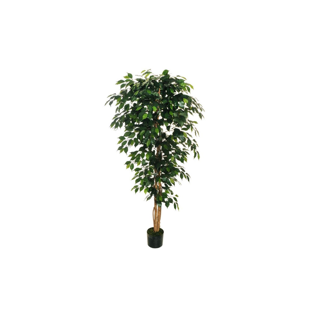 Pianta ficus benjamin — Piante Artificiali