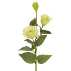 RAMO LISIANTHUS