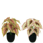 BEGONIA PIANTA C/VASO ASSX2 D9,5 H8,5  POLIESTERE   x H 28,00 CM