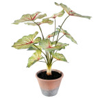 CALADIUM